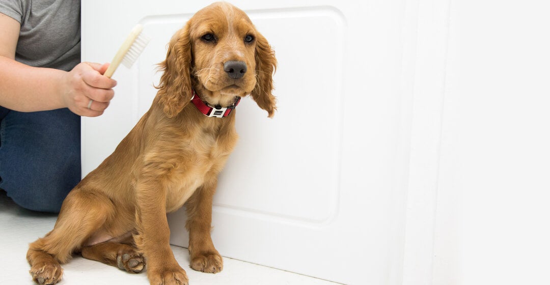 Grooming shops a cocker spaniel puppy